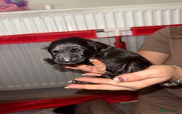 German Shepherd dogs for sale: German shepard  pups  - Image 11