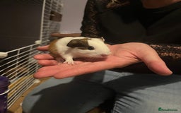 Guinea Pig rodents for sale: Female Guniea pig 2x - Image 5