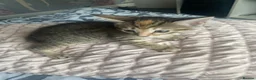 Mixed Breed cats for sale: Two kittens female for sale - Advert 3