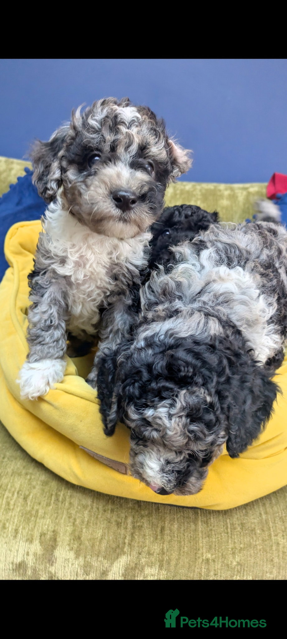 Miniature Poodle Puppy 4