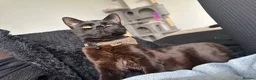 Mixed Breed cats for sale:  Beautiful 10-Month-Old Black Cat  - Advert 7