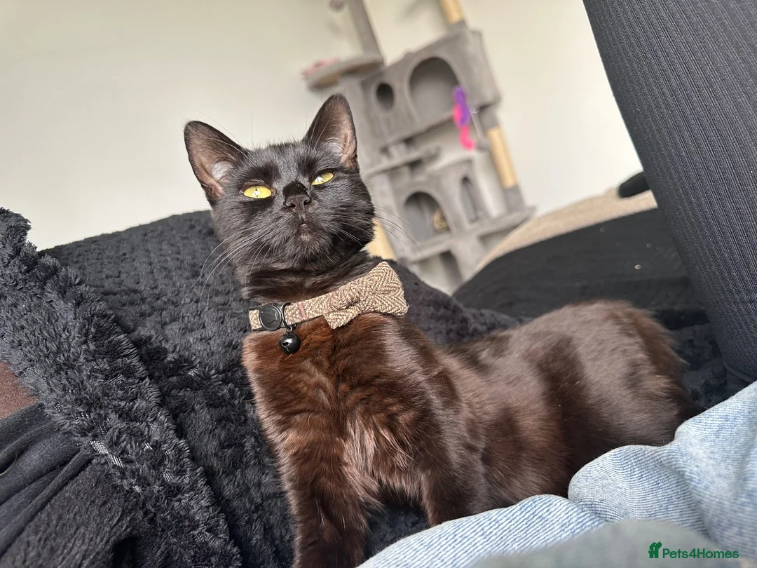 Mixed Breed cats for sale:  Beautiful 10-Month-Old Black Cat  - Advert 7