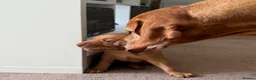Hungarian Vizsla dogs for sale: Hungarian Vizslas - Advert 12