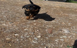 Rottweiler dogs for sale: beautiful pedigree rottweilers  - Image 33
