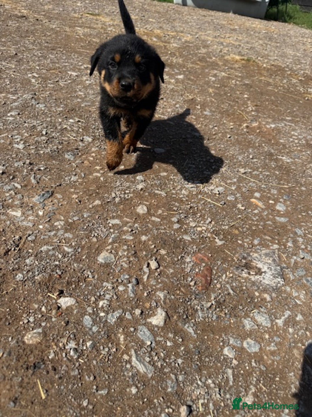 Rottweiler dogs for sale: beautiful pedigree rottweilers  - Image 33