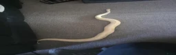 Snake reptiles for sale: 3 female 1 male  - Advert 9