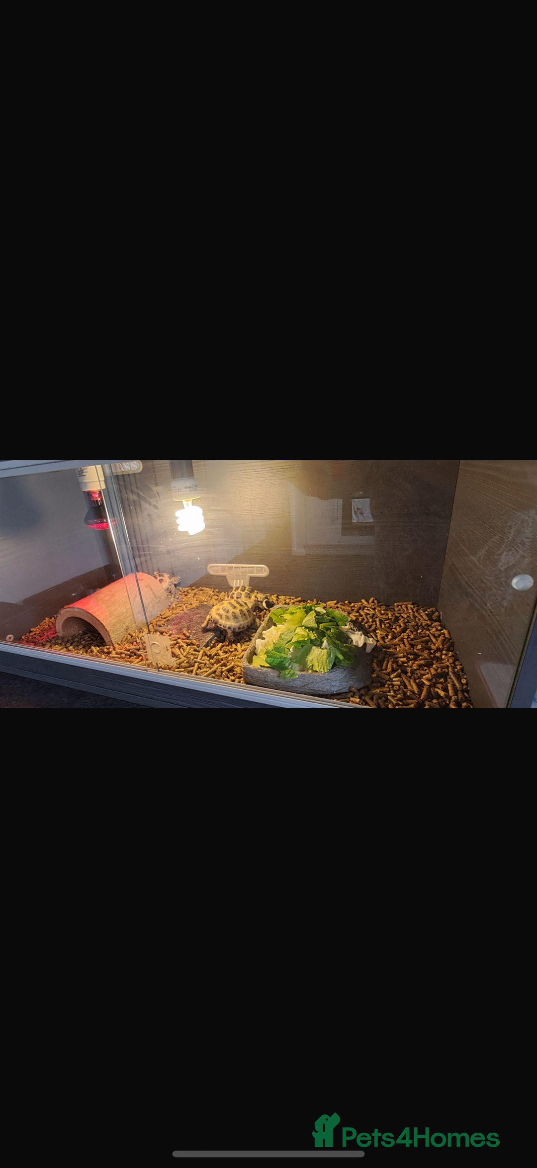 Tortoise reptiles for sale: Four Horsefield Tortoises  - Image 9