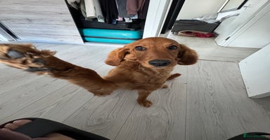 Mixed Breed dogs - Advert 15