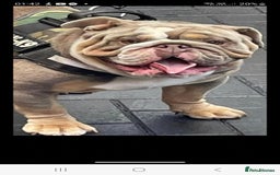 English Bulldog dogs for stud: kc british bulldog for stud in Lanark - Image 1