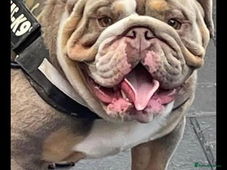 English Bulldog dogs in Lanark - Advert 5