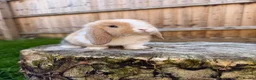 Mini Lop rabbits for sale: Mini lop Siblings  - Advert 9