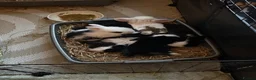 Mini Lop rabbits for sale: Baby purebred mini lops - Advert 1