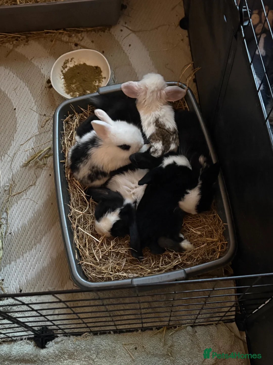 Mini Lop rabbits for sale: Baby purebred mini lops - Advert 1