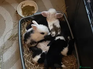 Mini Lop rabbits Baby purebred mini lops - Advert 2