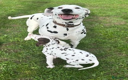 Dalmatian dogs for sale: Dalmation puppues - Image 9
