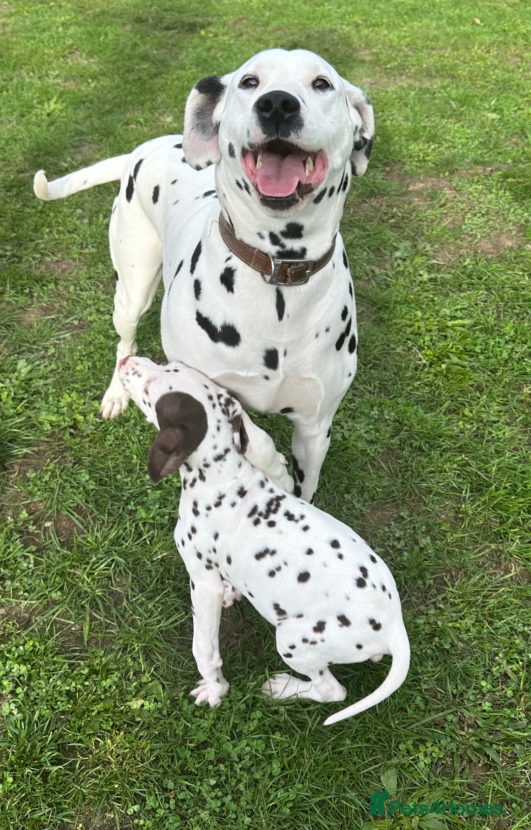 Dalmatian dogs for sale: Dalmation puppues - Image 9