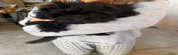 Mixed Breed dogs for sale: READY TO GO Rare Mikipoo puppy  - Advert 1