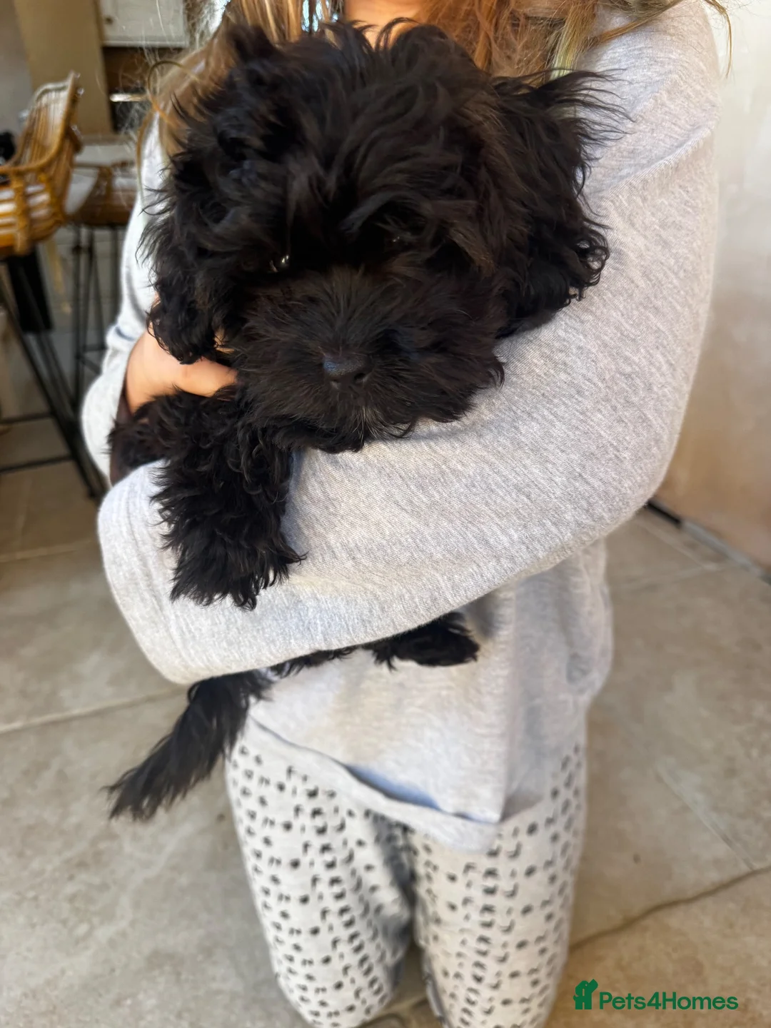 Mixed Breed dogs for sale: READY TO GO Rare Mikipoo puppy  - Advert 1