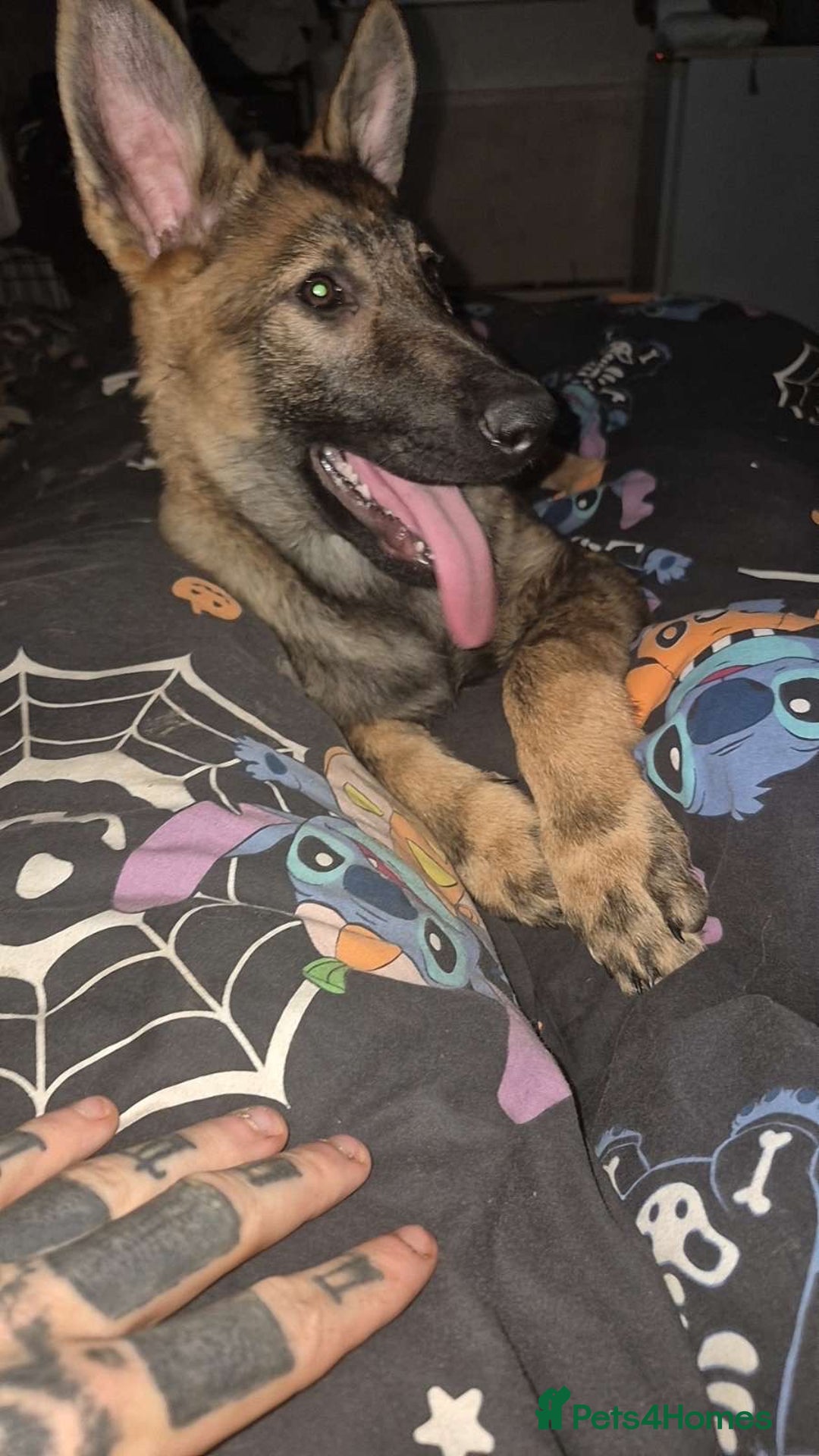 Belgian Shepherd Dog dogs for sale: Belgium Malinois - Advert 1