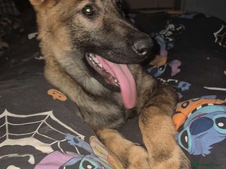 Belgian Shepherd Dog dogs Belgium Malinois - Advert 1