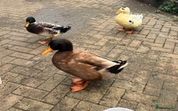 Ducks poultry for sale: 3 drakes  - Image 2