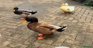 Ducks poultry - Advert 11