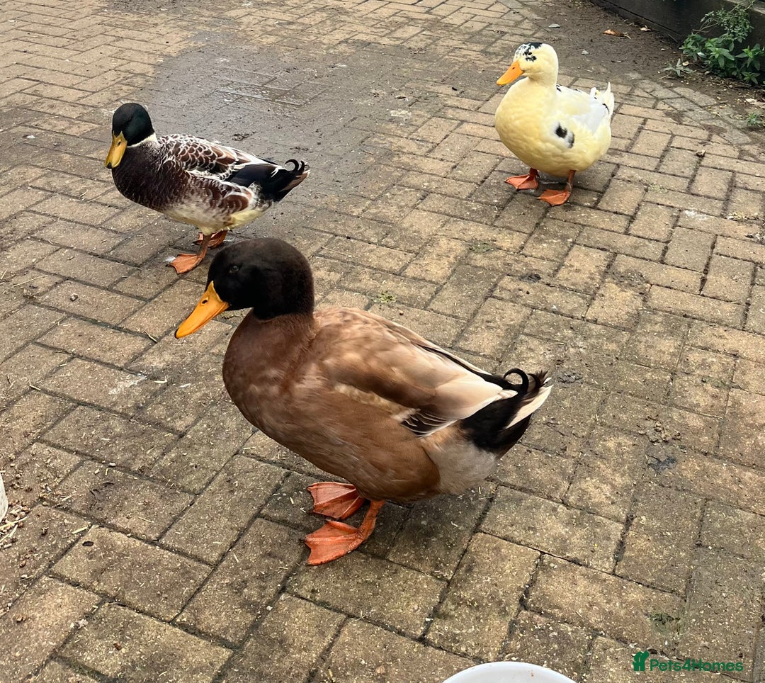 Ducks poultry for sale: 3 drakes  - Image 2