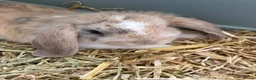 Mini Lop rabbits for sale: Baby mini lop rabbits in Liversedge - Advert 7