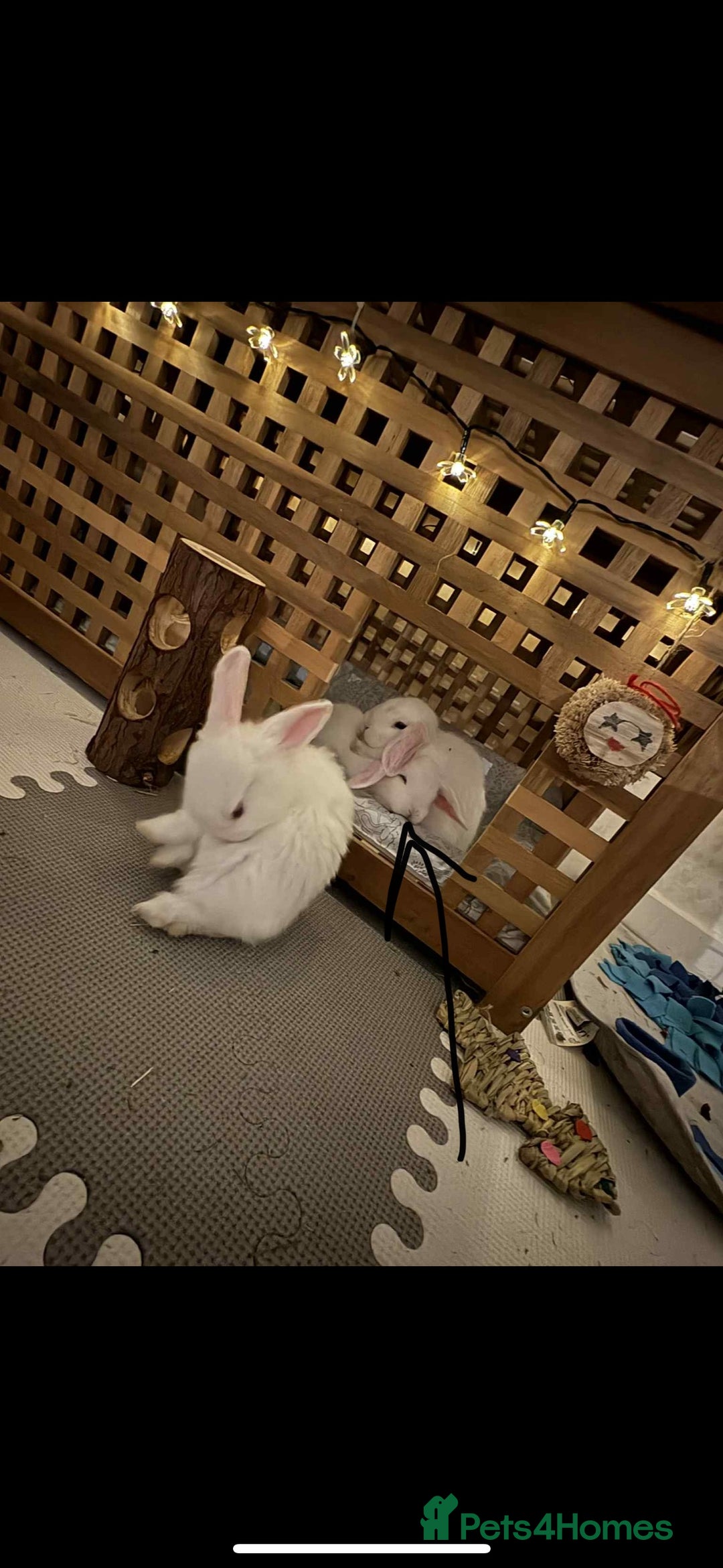 Dwarf Lop rabbits for sale: One Dwarf lop fluffy baby boy left - Image 5