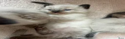Ragdoll cats for sale: Kittens for sale  in Newcastle upon Tyne - Advert 6