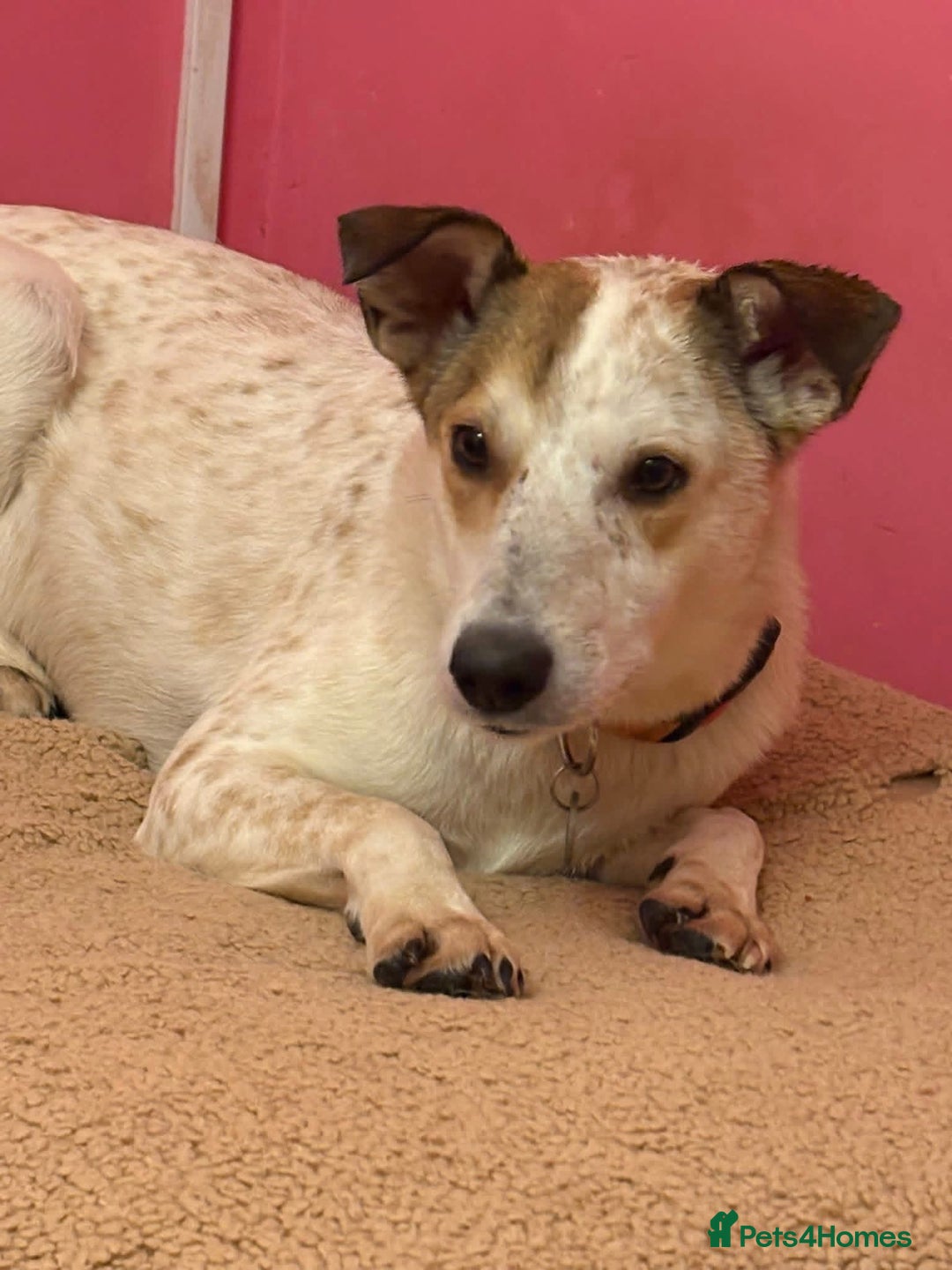 Mixed Breed dogs for adoption: Trinity - Norwich Norfolk  - Advert 5