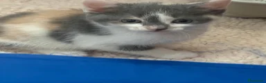 Calico girl