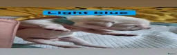 Labrador Retriever dogs for sale: Labrador litter  - Advert 7