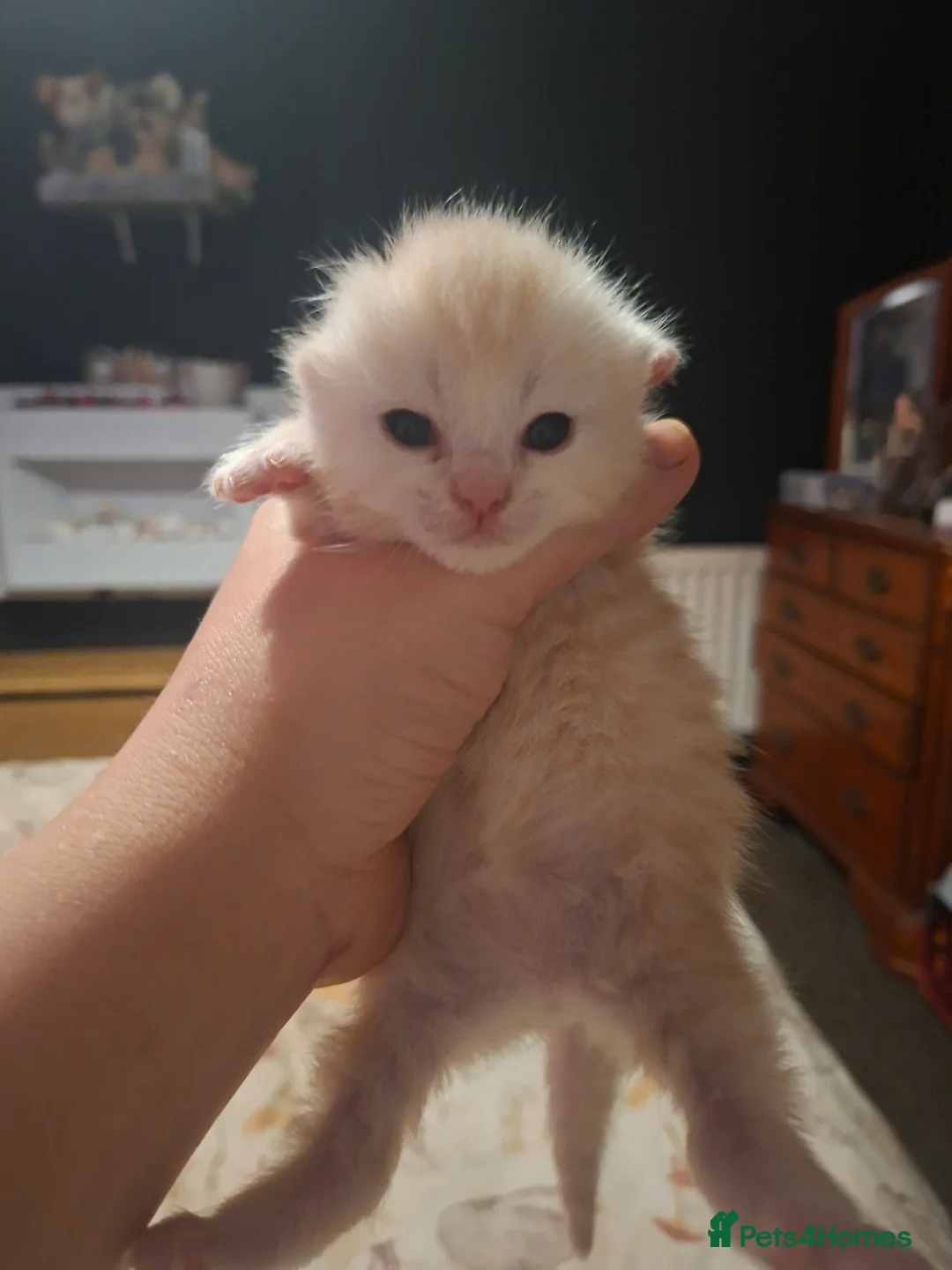 Mixed Breed cats for sale: Gorgeous ginger male kitten - Advert 1