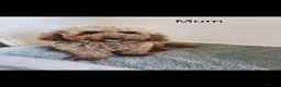 Cockapoo dogs for sale: Cockapoo  - Advert 11