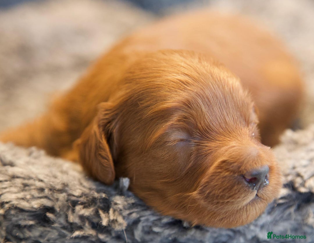 Cavapoo dogs for sale: Gorgeous F1B Fox Red Cavapoo Puppies - Image 12