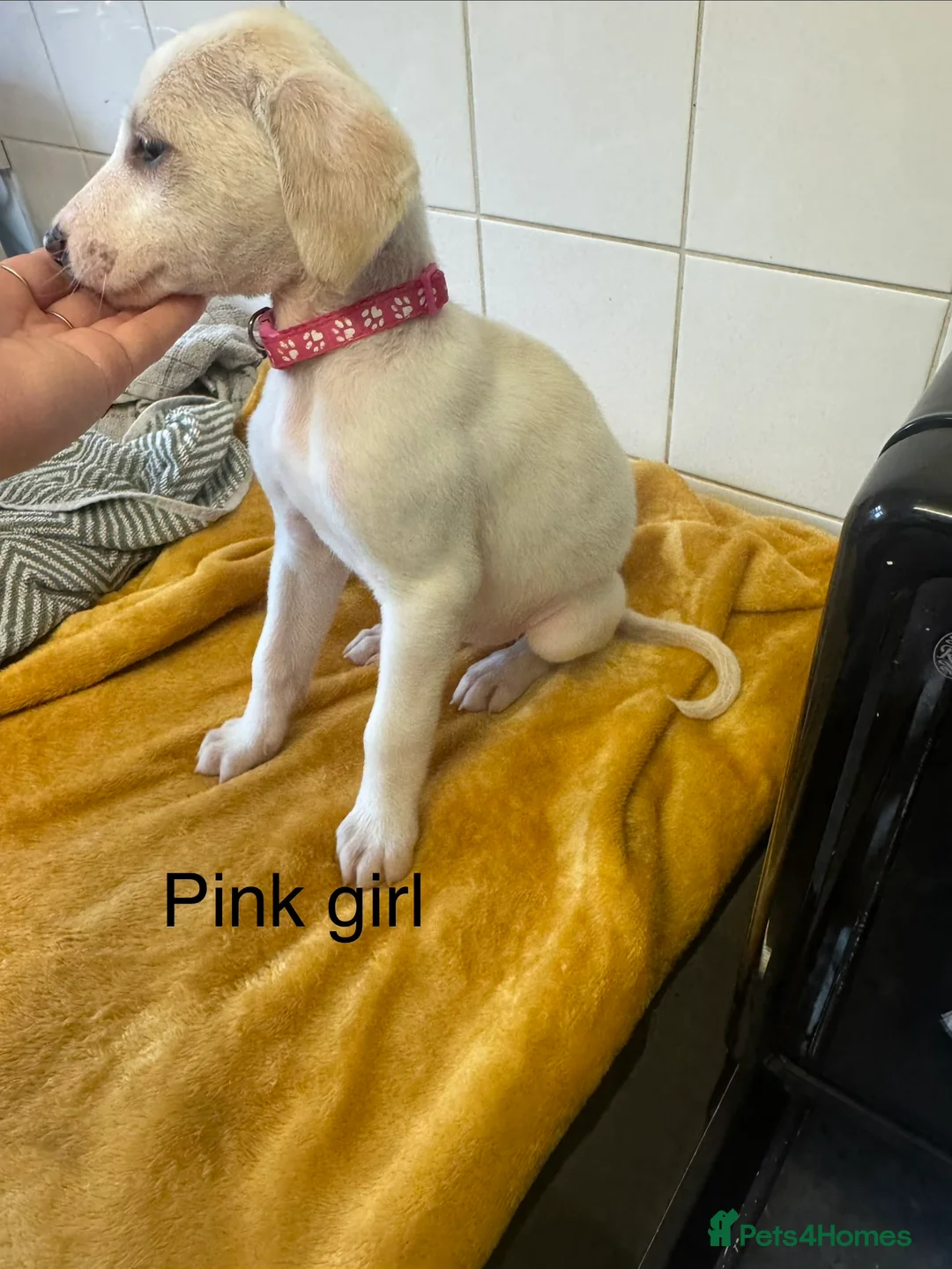 Lurcher dogs for sale: Mali x sluki puppies  - Advert 6