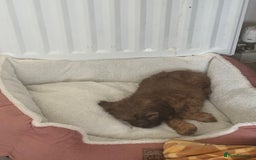 Shihpoo dogs for sale: 5 month old Rosie  - Image 3