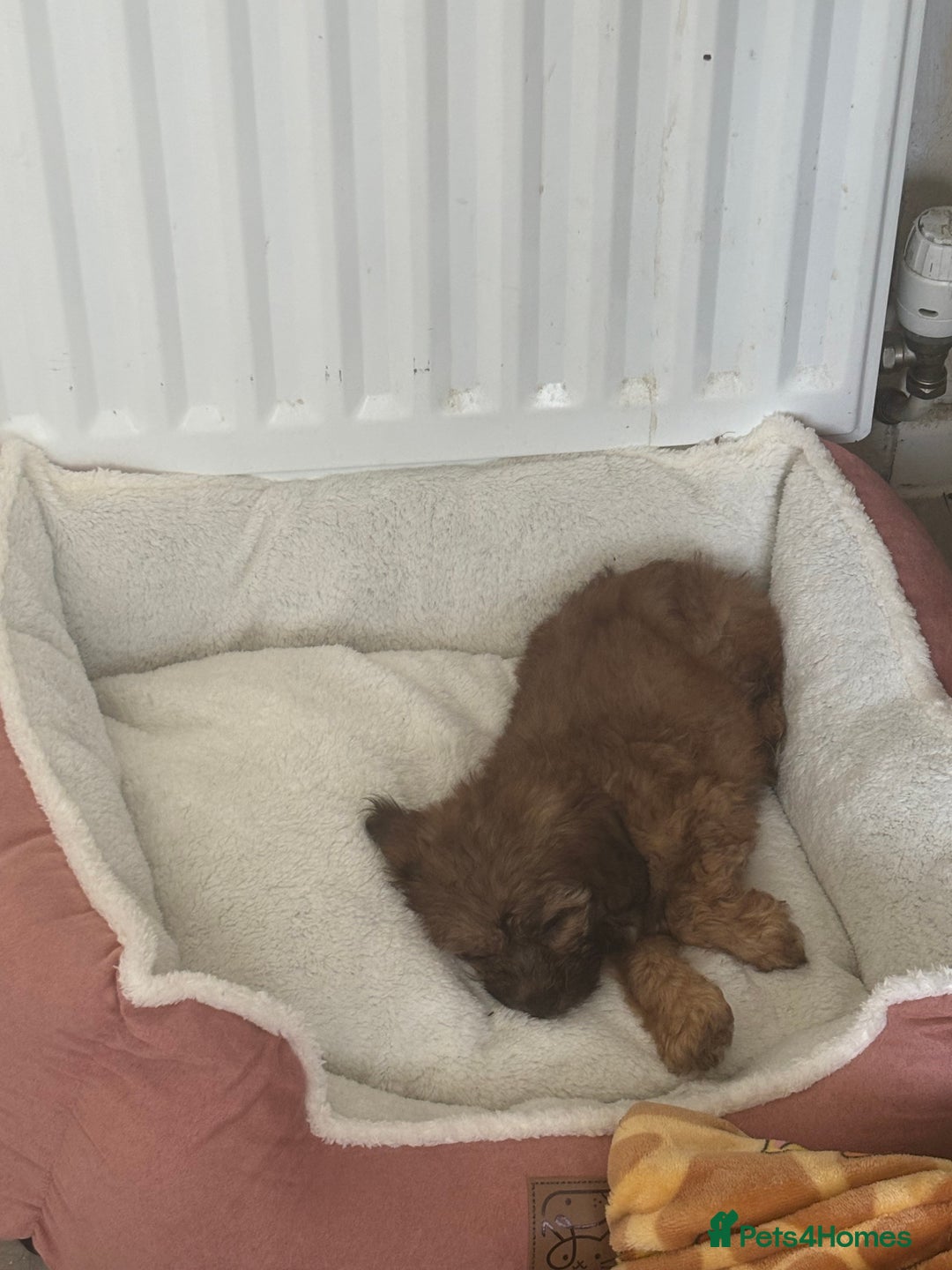 Shihpoo dogs for sale: 5 month old Rosie  - Image 3