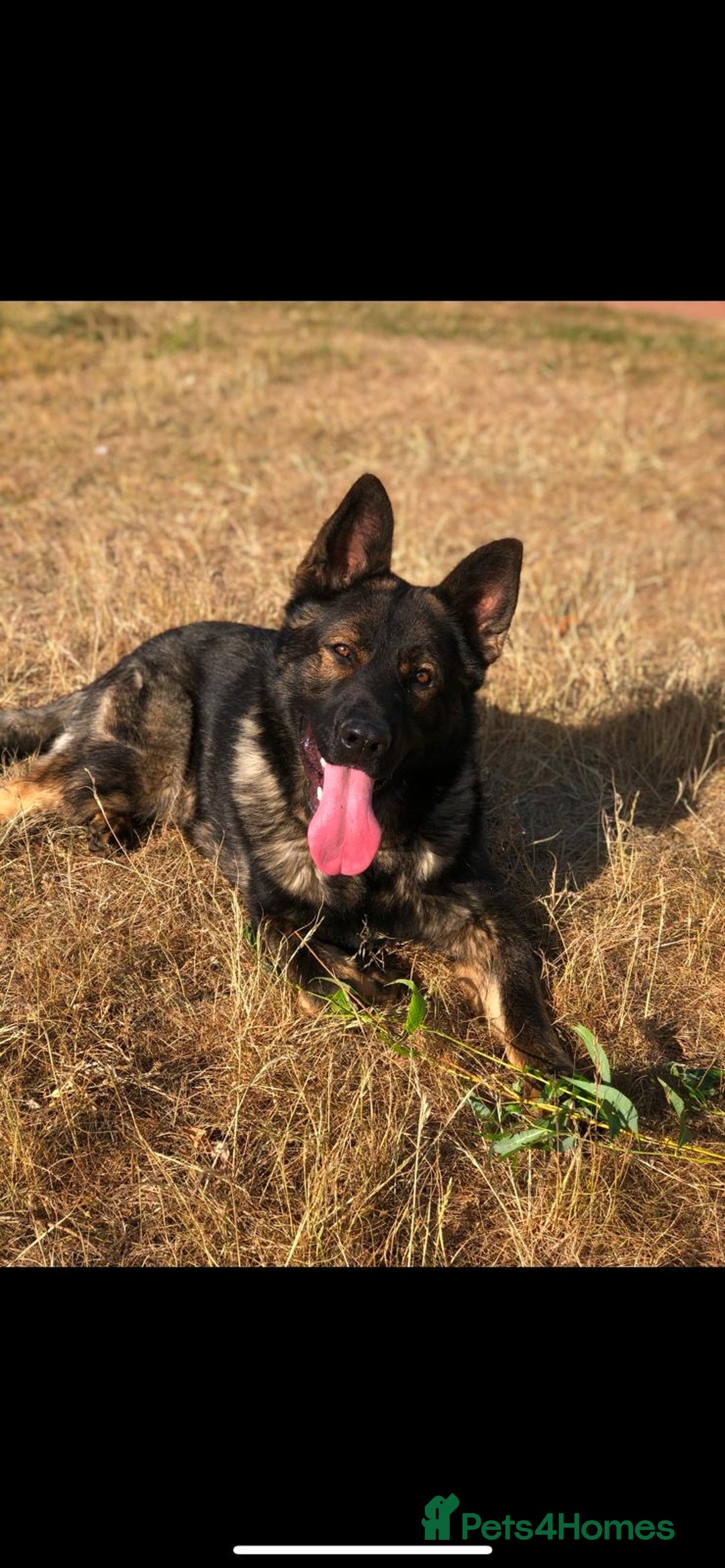 German Shepherd dogs for sale: KC Registered German Shepards Puppies  - Image 8