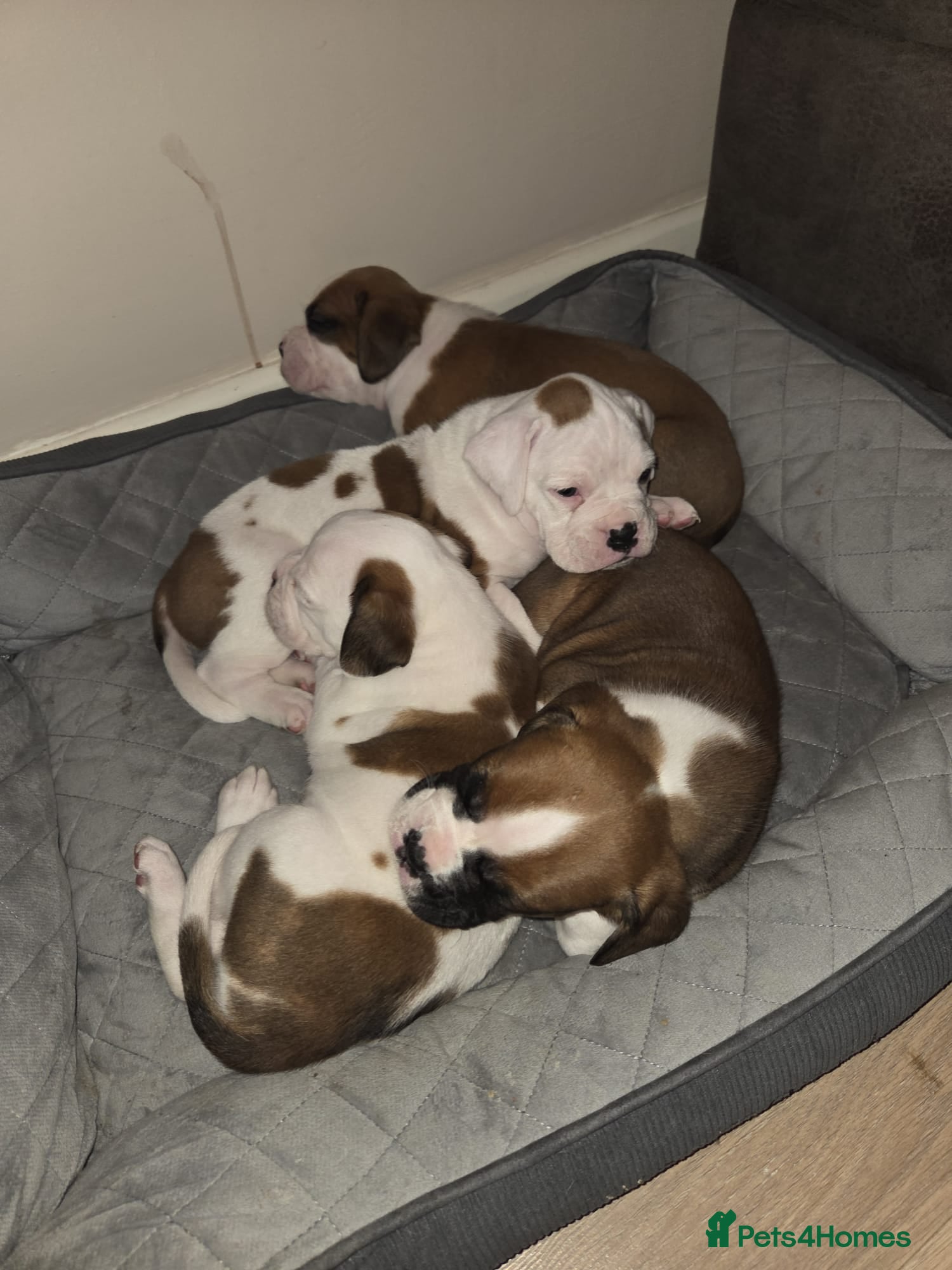 Boxer dogs Boxer puppies  - Advert 3