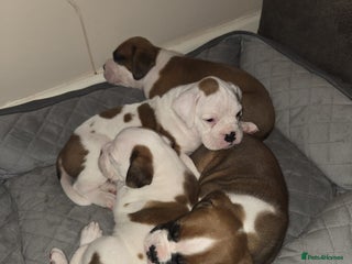 Boxer dogs Boxer puppies - Advert 1