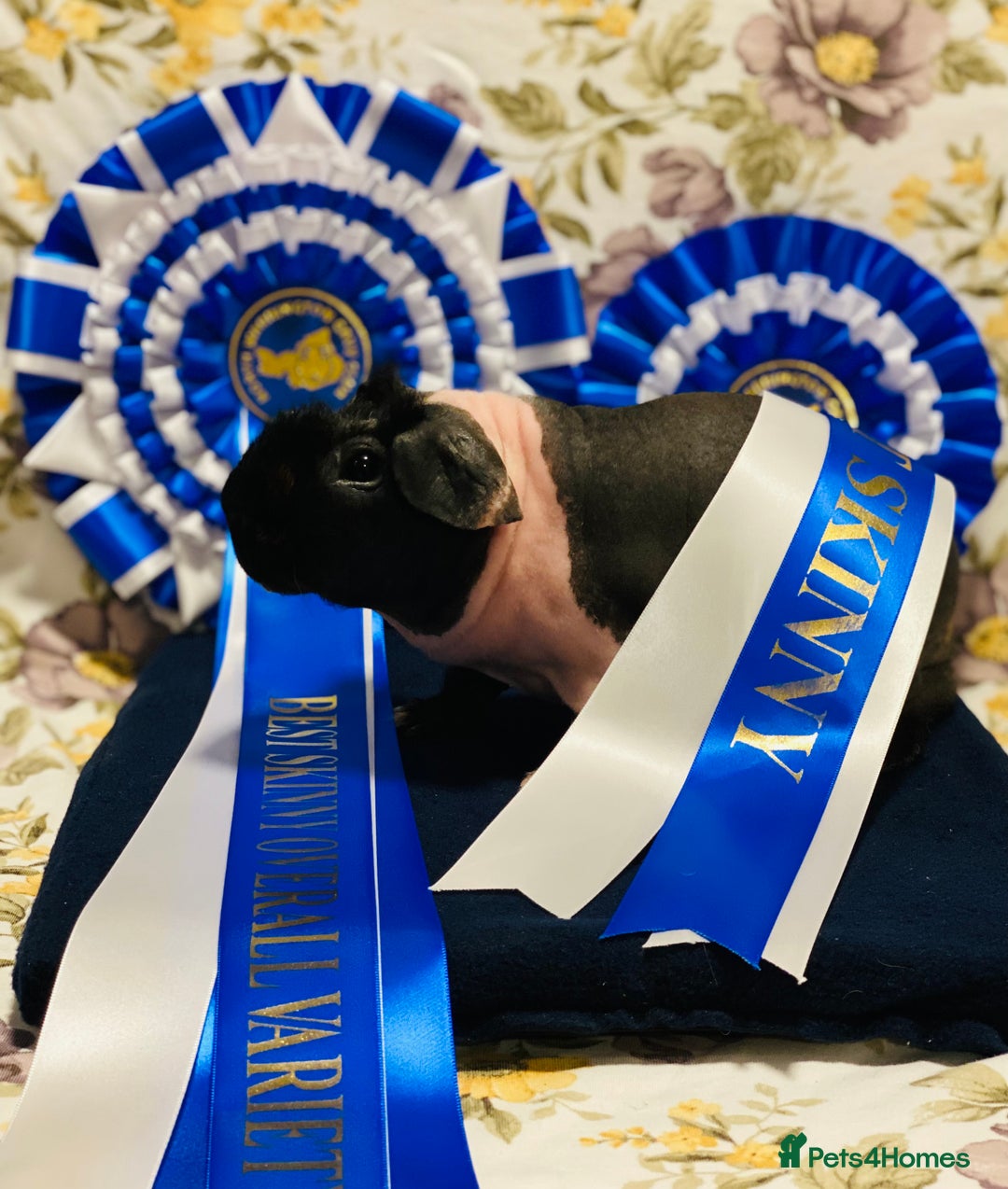 Guinea Pig rodents for sale: Skinny pig baby boy ready to reserve  - Advert 7