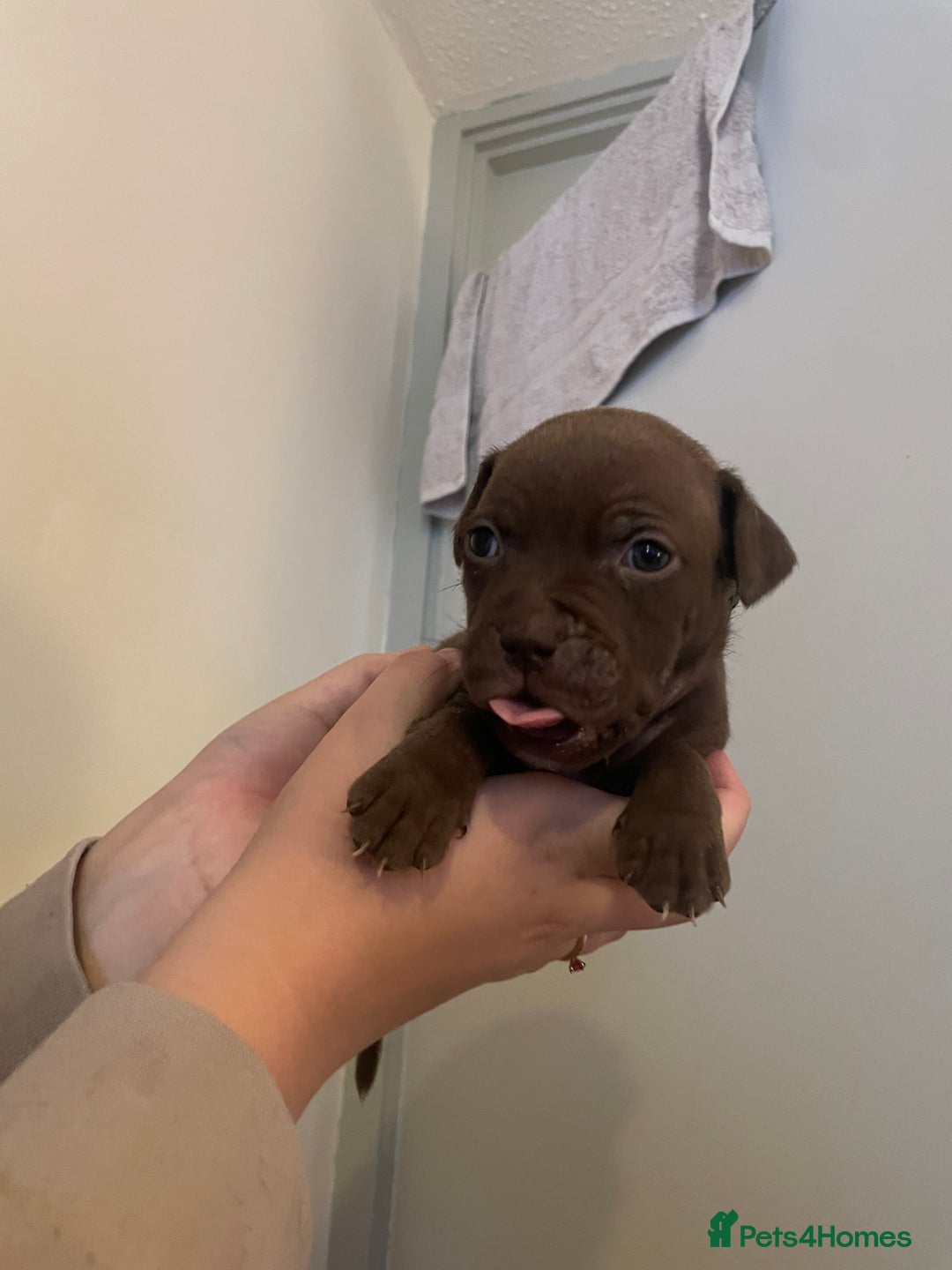 Staffordshire Bull Terrier dogs for sale: Staffordshire/American Staffordshire pups in Harrow - Image 15