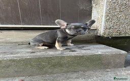 French Bulldog dogs for sale: Miniature French bulldog  - Image 2