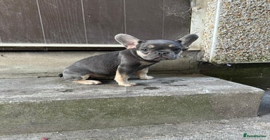 French Bulldog dogs - Advert 13