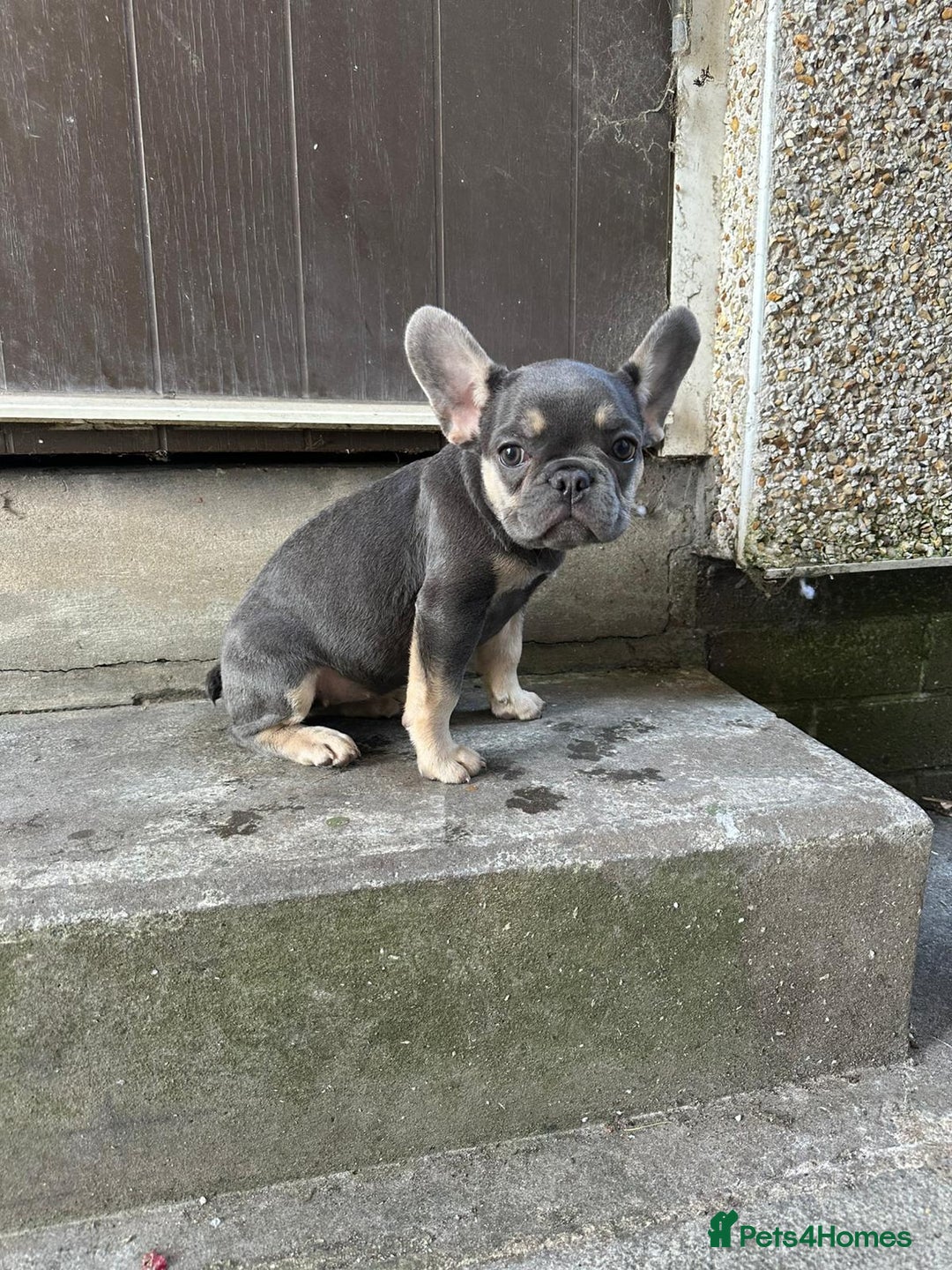 French Bulldog dogs for sale: Miniature French bulldog  - Image 2
