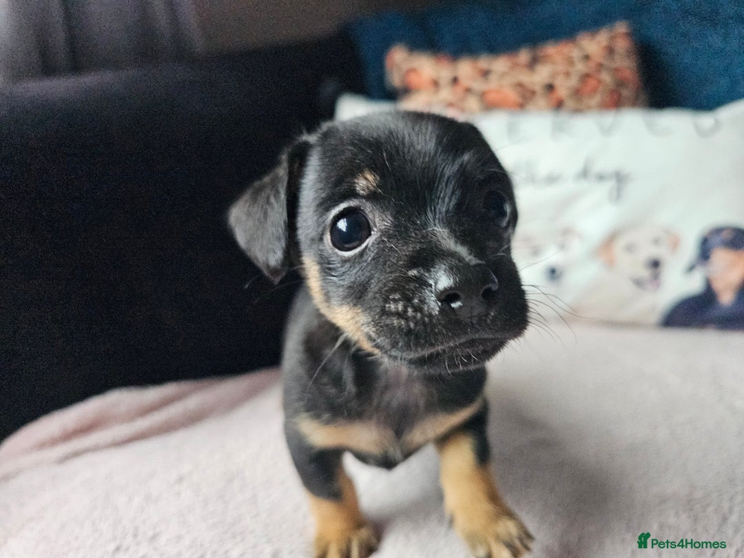 Jack Russell dogs for sale: Beautiful jack Russell pups - Image 9
