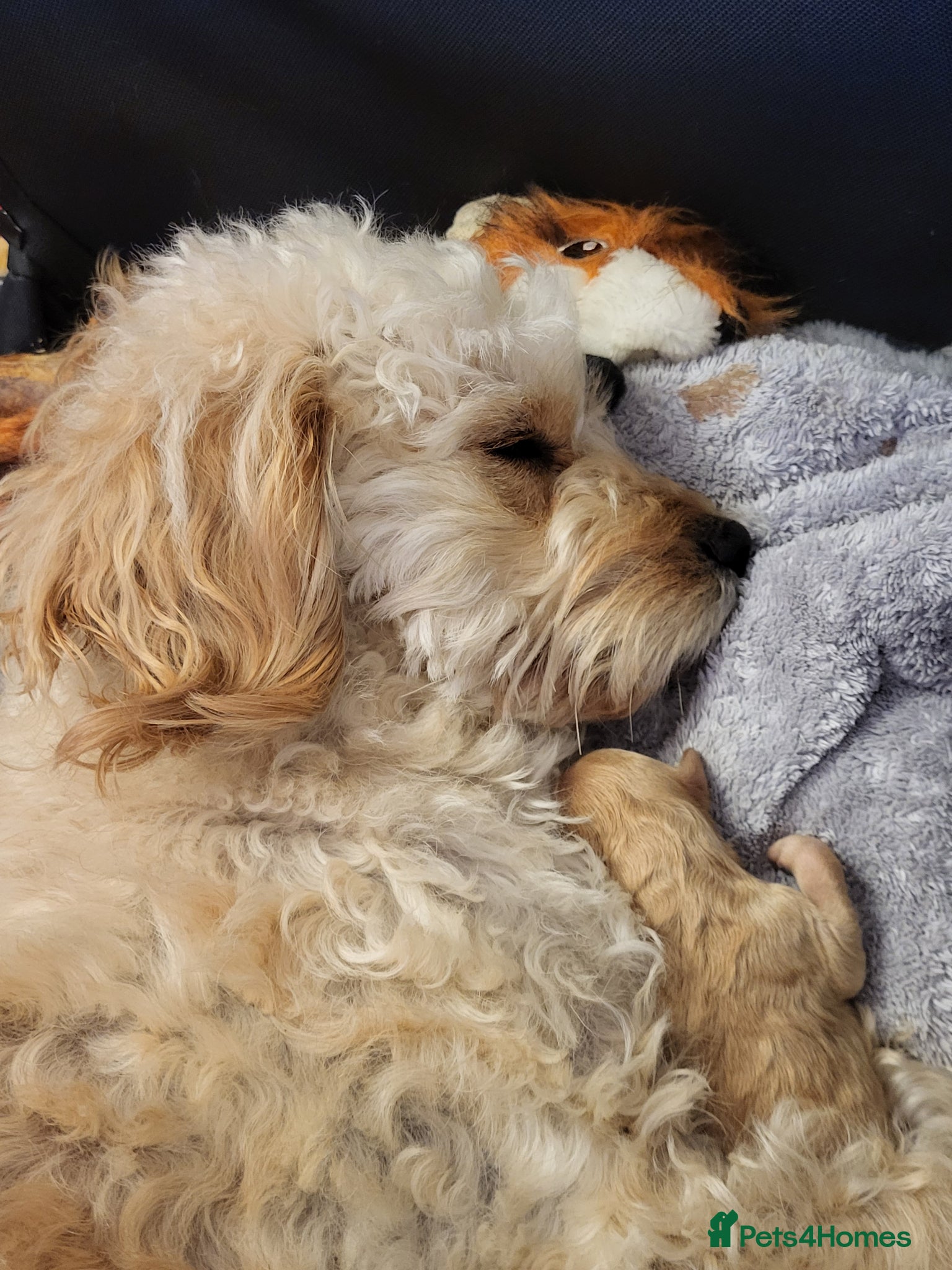 Cavapoo dogs 3 Female F1b Cavapoos - Advert 1