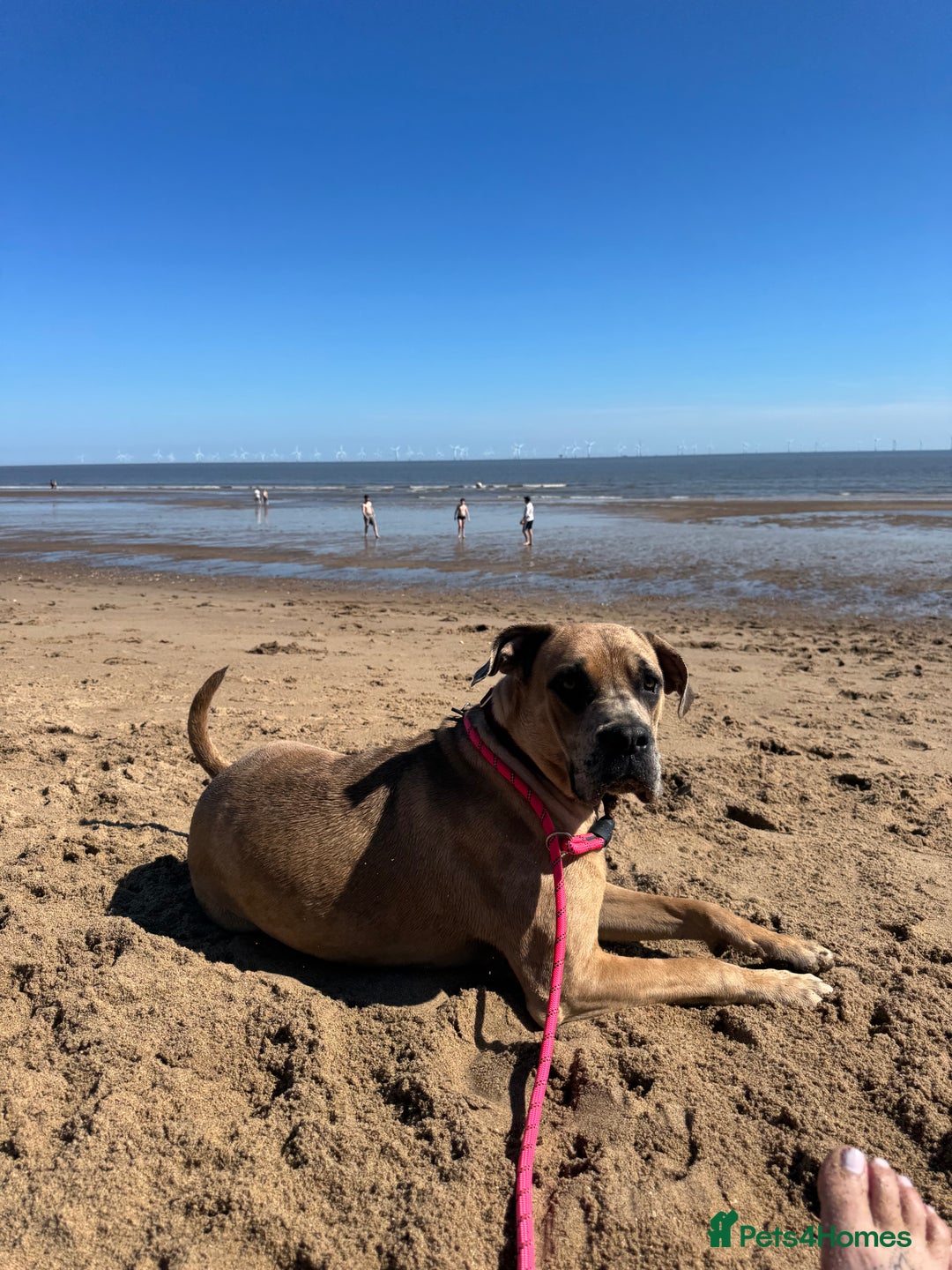 Cane Corso dogs for sale: Beautiful chunky  **  litter  - Advert 2